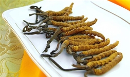 深圳冬虫夏草回收