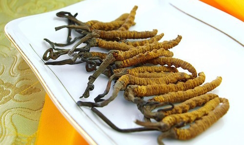 深圳冬虫夏草回收